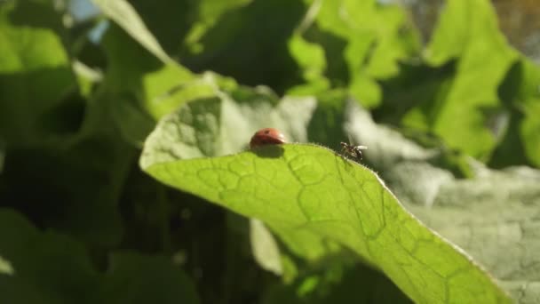 Yeşil Yaprağın Üzerinde Uğur Böceği Gün Işığında Ona Yakın Bir — Stok video