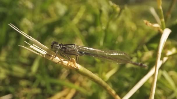 Langer Körper Der Libelle Steht Auf Der Kaputten Pflanze Mit — Stockvideo
