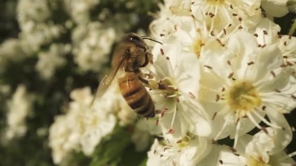 Μικρή Όμορφη Χορτοφαγική Μέλισσα Τρώει Νέκταρ Από Λευκό Λουλούδι — Αρχείο Βίντεο