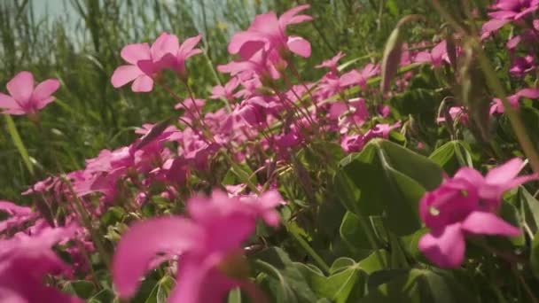 Shamrock Florece Rosa Primavera Bajo Sol — Vídeos de Stock