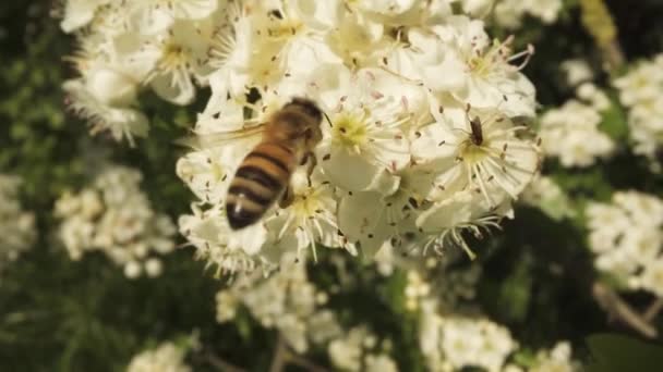 Krmení Včely Mouchy Před Květinami Stromě Jaře Při Sběru Nektaru — Stock video