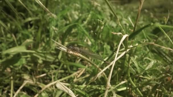Pequeño Insecto Libélula Con Alas Largas Sentado Planta Reposo — Vídeos de Stock