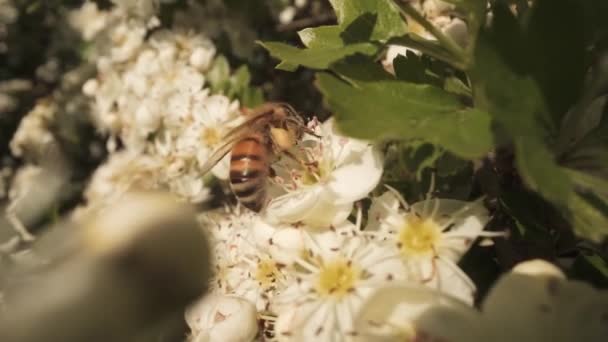 Včela Tlapami Nektar Bílých Květů Zelené Rostlině Létě — Stock video