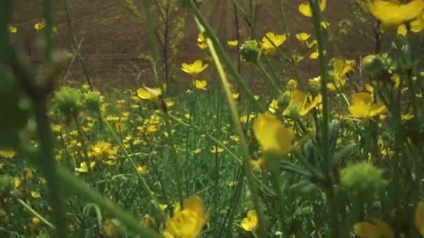 春に緑色の草の間に黄色の開花イオン植物 — ストック動画