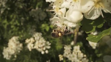 Çiçek açan meyve ağacına bağlanmış arılar.