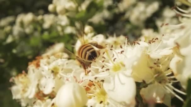 Pszczoła Ekosystemowa Zbierająca Nektar Rozkwicie Białej Rośliny — Wideo stockowe