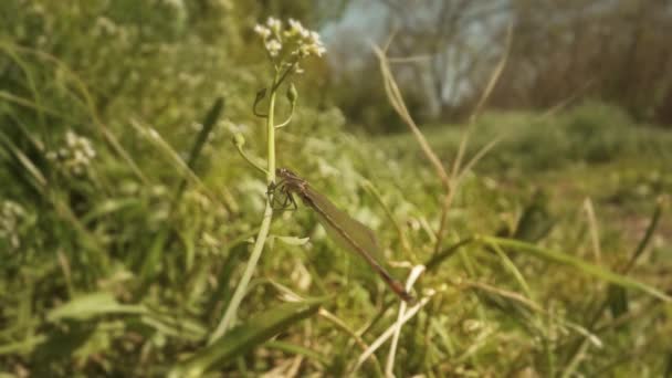 Prachtige Libelle Met Vleugels Lange Staart Stopt Stam Van Groene — Stockvideo