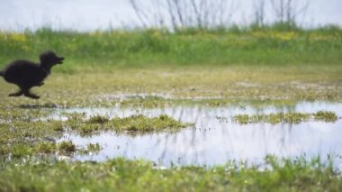 Yavaş hareket eden köpek suyun üzerinde sıçrıyor.