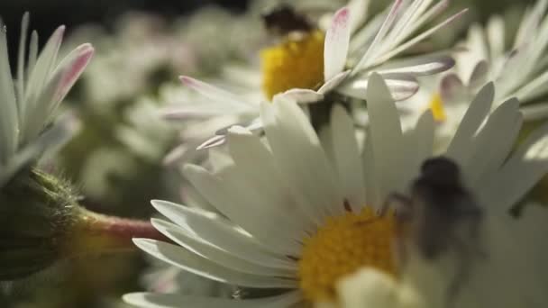 Flies Sitting Daisies Bloom Spring — Stock Video