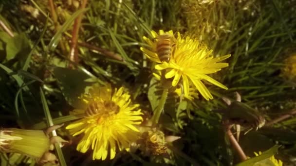 Pszczoły Pastewne Żółtym Wspólnym Mniszku Zbierają Nektar — Wideo stockowe