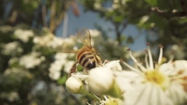 Pszczoła Pocąca Się Wiosną Kwitnącej Roślinie Szuka Nektaru Pyłku — Wideo stockowe