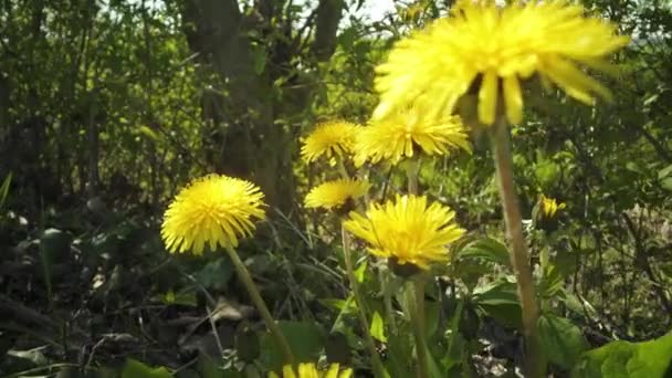 春天阳光下的树林里盛开着植物 — 图库视频影像