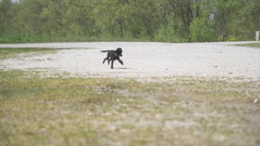 Kara köpek kırsalda toprak bir yolda koşuyor.