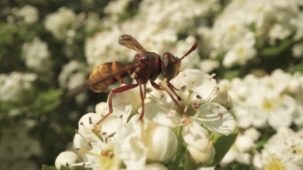 Wespe Ernährt Sich Frühjahr Vom Nektar Eines Blühenden Baumes — Stockvideo