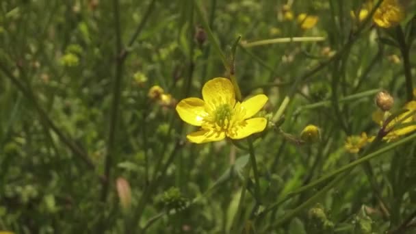 Bloeiende Gele Planten Tussen Groen Gras Het Voorjaar — Stockvideo