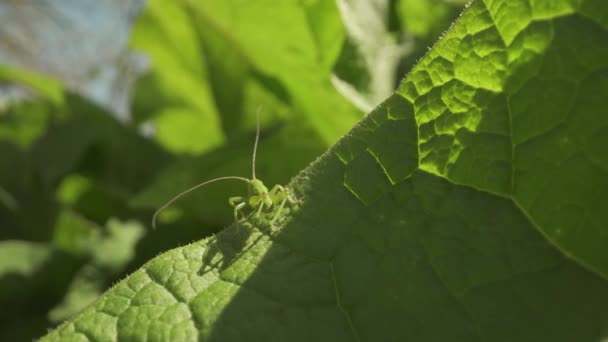 메뚜기는 햇빛을 받으며 걷는다 — 비디오