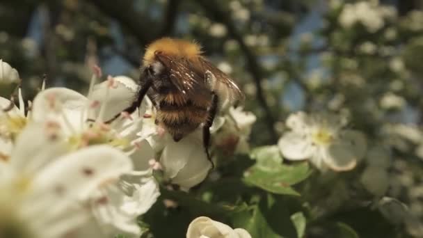 Bumblebee Tiro Trás Árvore Durante Floração — Vídeo de Stock
