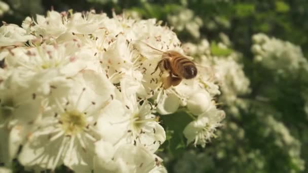 Malá Včela Pylovými Mouchami Hledající Nektar Před Bílými Rostlinami Kvetoucími — Stock video