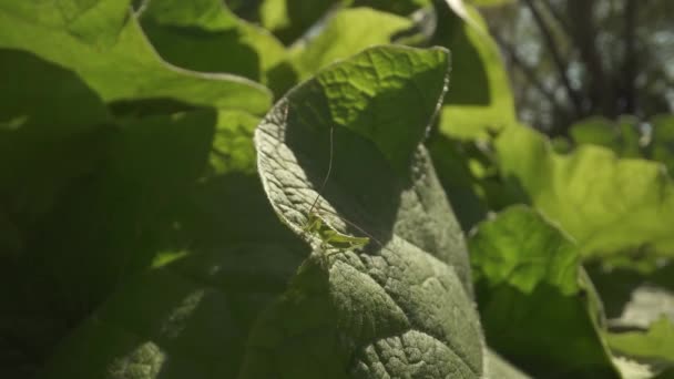 Grasshopper Camufla Folha Mesma Cor Primavera — Vídeo de Stock