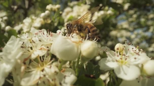 Arısı Uzun Ağaçtaki Beyaz Çiçekte Nektar Yer — Stok video