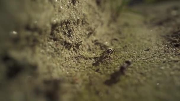 蚂蚁在街上慢吞吞地移动着 — 图库视频影像