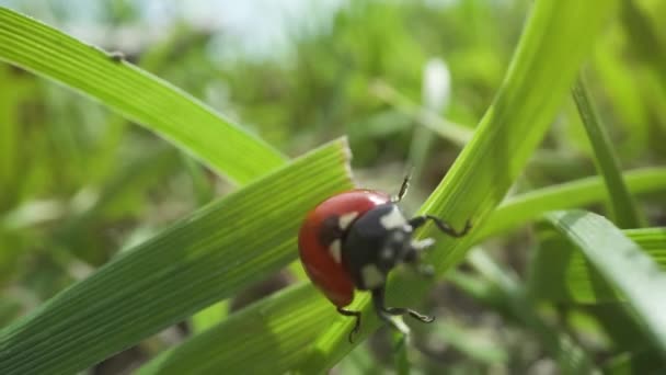 Uğur Böceği Çimenlerin Yeşil Yapraklarında Yürüyor — Stok video