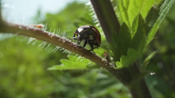 Ladybug Wandelt Tak Van Groene Brandnetel — Stockvideo
