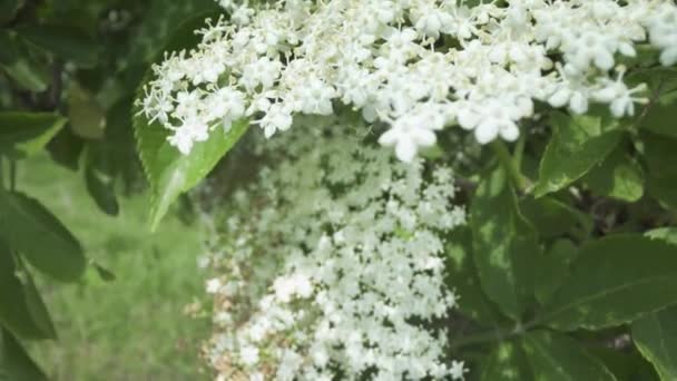 Flores Brancas Árvore Sabugueiro Entre Folhas Verdes — Vídeo de Stock