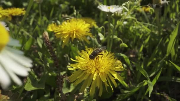 Insecte Volant Noir Sur Plante Jaune Dans Nature Près Des — Video