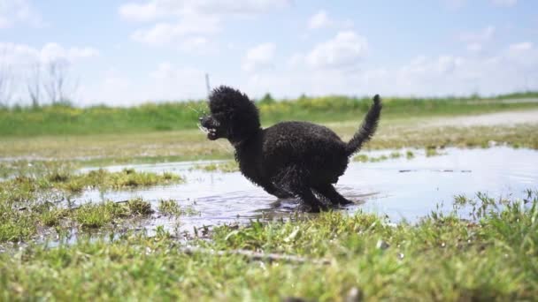Movimiento Lento Del Perro Jugando Con Palo Agua Charco — Vídeo de stock