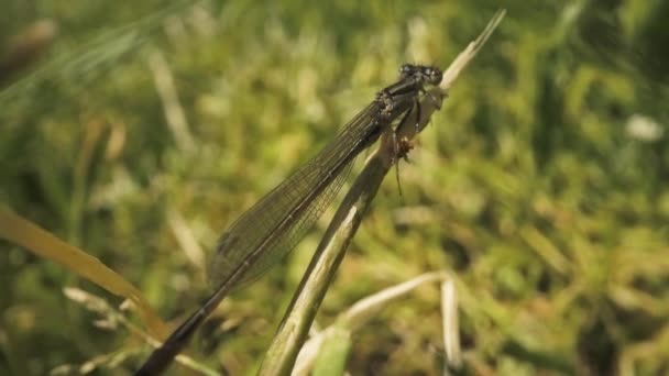 Dragonfly Nog Steeds Vasthouden Aan Tak Van Plant Wind Onder — Stockvideo