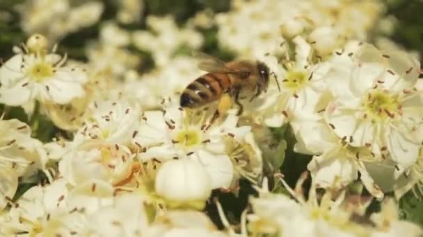 Biene Bewegt Sich Schnell Auf Der Suche Nach Pollen Auf — Stockvideo