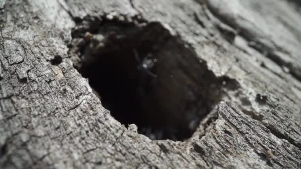 Mieren Komen Uit Het Donkere Gat Het Hout — Stockvideo