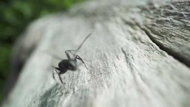 Siyah Karınca Kızgın Bir Şekilde Ağaçta Koşar — Stok video