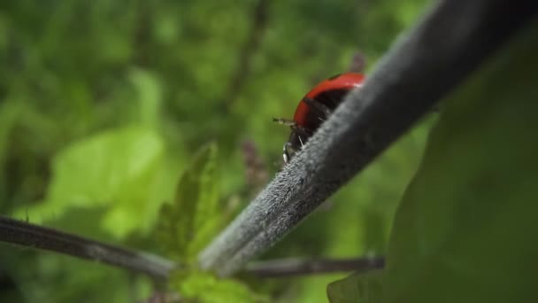 Marienkäfertropfen Aus Dem Ast Der Pflanze Inmitten Grüner Natur — Stockvideo