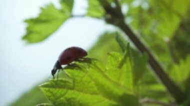 Uğur böceği baharda yeşil ısırgan otu yaprağında yürür.
