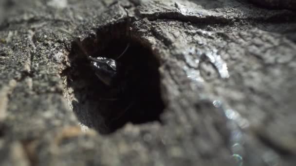 Une Grosse Fourmi Noire Sort Tête Grotte Dans Bois — Video