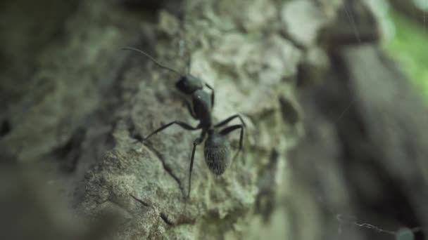 Siyah Karınca Ormanda Duruyor — Stok video
