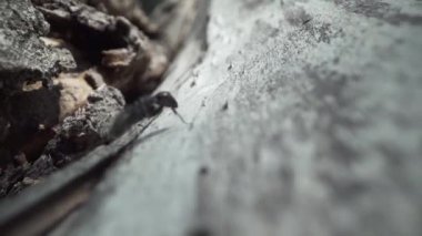 Üzerinde büyük bir ağaç ve siyah karınca yüzeyi var.