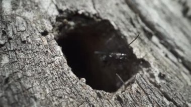 Ağaçtaki kara delik ve antenlerini hareket ettiren bir karınca.