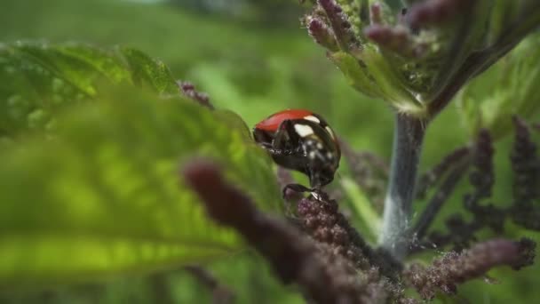 Little Ladybug Walks Green Nettle — Stock Video