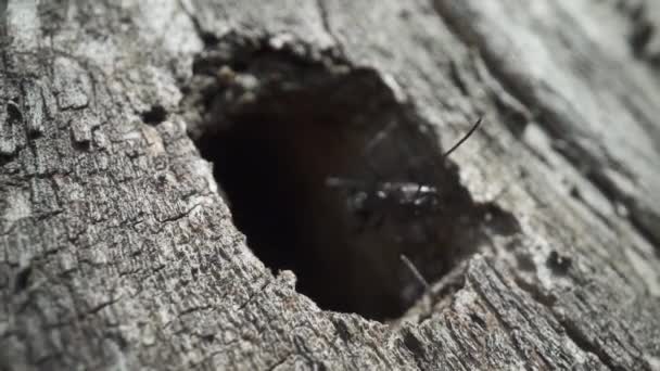 Buraco Negro Uma Árvore Uma Formiga Movendo Suas Antenas — Vídeo de Stock