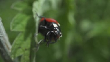 Uğur böceği pençelerini yeşil yaprakların arasında hareket ettirir.