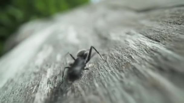 Angry Ant Tries Attack Surface Tree — Stock Video