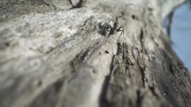 Küçük siyah karınca ağaç yüzeyinde hızlı yürüyor.