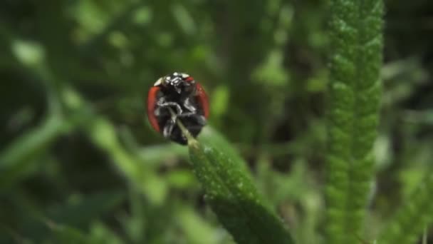 Uğur Böceği Kanatlarını Açar Yavaş Çekimde Uçar Gider — Stok video