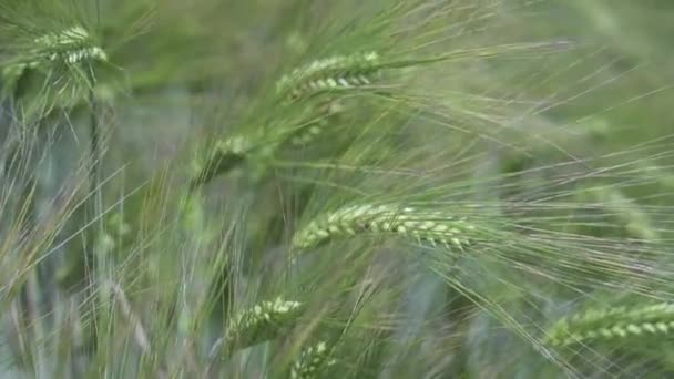 Închiderea Plantelor Verzi Orz Care Deplasează Vânt — Videoclip de stoc