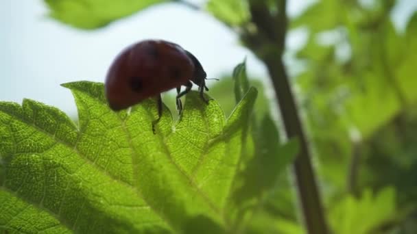 小さな虫がイラクサの緑の葉を歩く — ストック動画