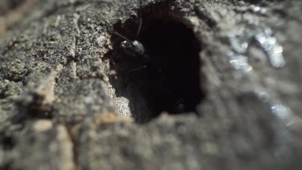 Formica Esce Dal Buco Buio Nella Corteccia Dell Albero — Video Stock