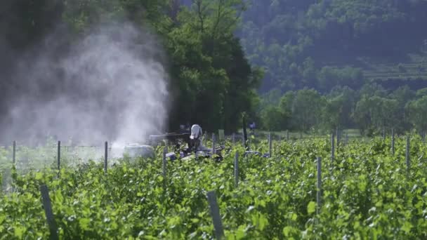 Behandlung Der Weinreben Mit Insektenschutzmitteln Sommer — Stockvideo